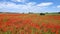Red poppies, Danish countryside I