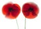 Red poppies dissolve like a watercolor