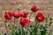 Red poppies at Eastcote House Gardens, UK, historic walled garden maintained by a community of volunteers