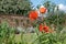 Red poppies at Eastcote House Gardens, UK, historic walled garden maintained by a community of volunteers