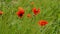 Red poppies in the field