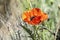 Red Poppies in the Field.