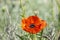 Red Poppies in the Field.