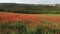 Red poppies field. Aerial view on large field of red poppies and green grass at sunset. Beautiful field scarlet poppies