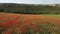 Red poppies field. Aerial view on large field of red poppies and green grass at sunset. Beautiful field scarlet poppies