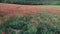 Red poppies field. Aerial view on large field of red poppies and green grass at sunset. Beautiful field scarlet poppies