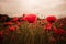 Red poppies in the field on aurora dawn