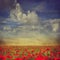 Red poppies field with blue sky