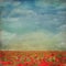 Red poppies field with blue sky,background