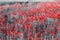 Red poppies on the field eye-catching