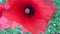 Red Poppies on the Field, Flowers on Meadow, Lawn, Summer Landscape and flying wasp