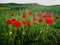 Red poppies field on a green background with hills and forest
