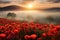 Red poppies field in morning mist