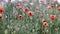 Red poppies field. Poppy flowers field.