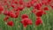 Red poppies field. Poppy flowers field. Poppy flowers swaying, fluttering in the wind.