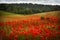 Red poppies field, summer colorful background. Meadow spring blooming grass. Summer garden scene