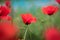 Red poppies field, vibrant poppy close up. symbol of life, remembrance and death, love and success