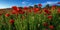 Red poppies in the field. wonderful sunny weather. clouds on the sky