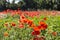 Red poppies fields