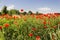 Red poppies fields