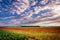 red poppies fields in Normandy, france