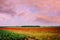 red poppies fields in Normandy, france