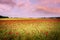 red poppies fields in Normandy, france