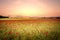 red poppies fields in Normandy, france