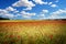 red poppies fields in Normandy, france