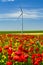 Red poppies filed in Dobrogea with eolian windmill farm, Romania