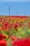 Red poppies filed in Dobrogea with eolian windmill farm, Romania