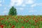 Red poppies flower field and tree landscape spring