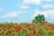 Red poppies flower green tree and blue sky spring