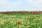 Red poppies flower meadow countryside landscape spring