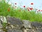 Red poppies flower on the old stone wall.