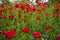 Red Poppies Flowers in Field Snoqualme Washington