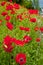 Red Poppies Flowers in Field Snoqualme Washington