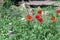 Red poppies flowers in grass at spring cottage garden