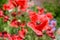 Red poppies flowers. Kyoto Botanical Garden. Japan