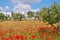 Red poppies flowers, olive trees and yellow wheat field