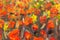 Red poppies flowers painting. Macro Close up fragment