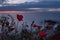 Red poppies flowers on the seashore at sunrise.