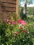 red poppies in the garden on the mountainside