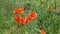 Red poppies in a green field