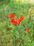 Red poppies in green grass