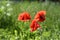 Red poppies in green grass