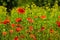 Red poppies in green grass illuminated by morning sunlight