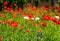 Red poppies in green grass illuminated by morning sunlight