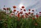 Red poppies in the green grass with sky above