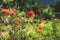 Red poppies in a green meadow